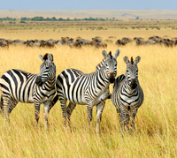 Diverse Weaving Patterns