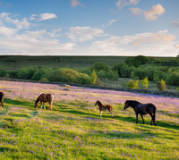 Corrosion Resistance